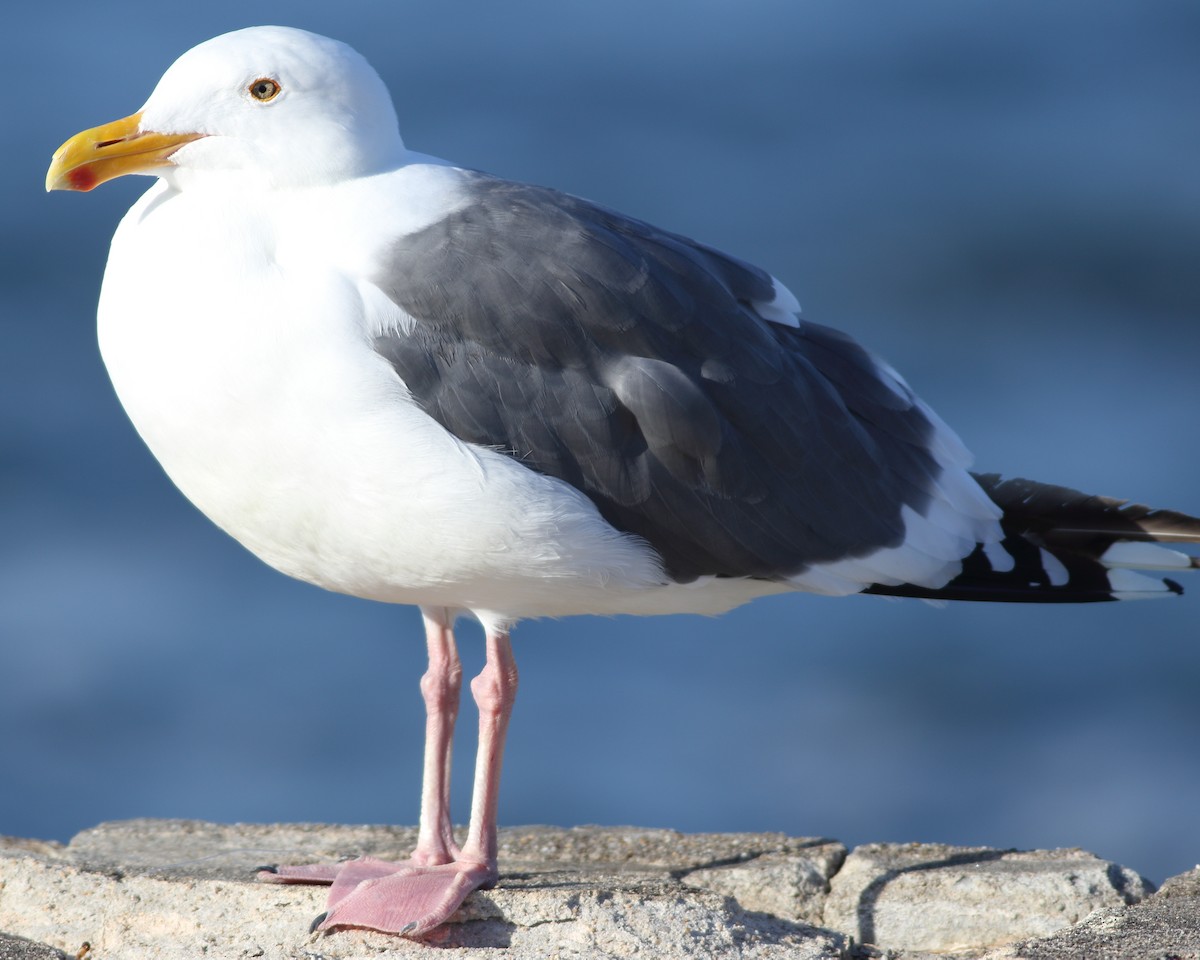 Western Gull - ML142123691