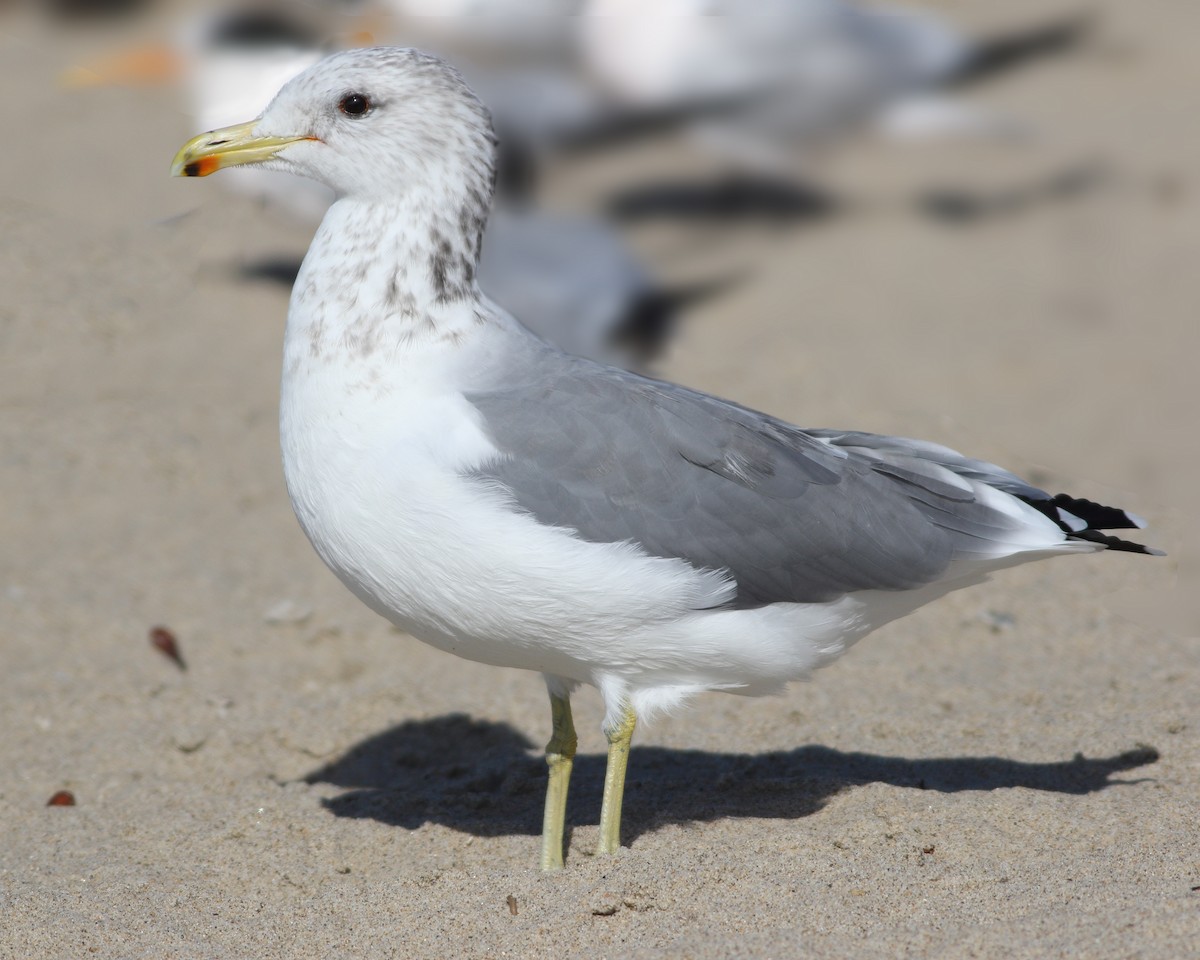 California Gull - ML142123701