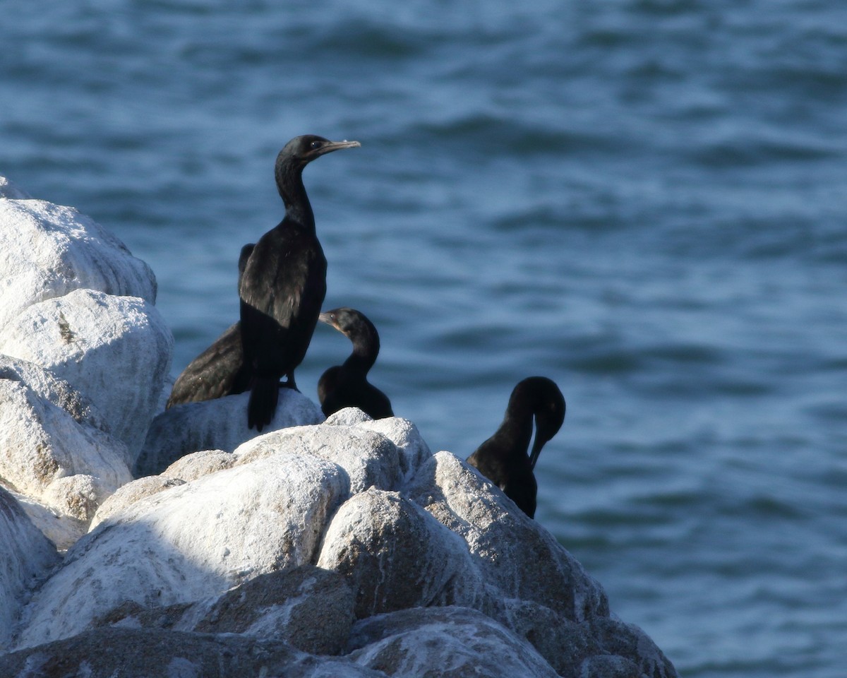 Brandt's Cormorant - ML142123831