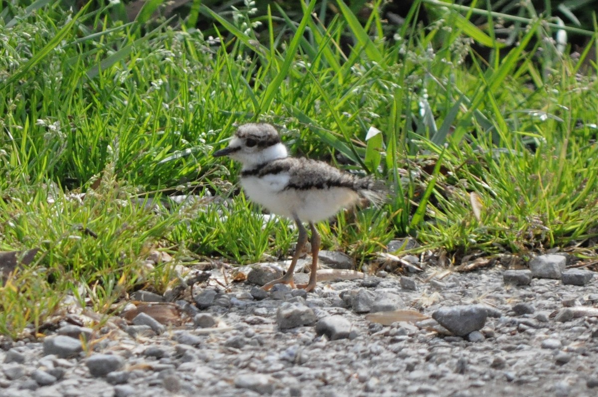 Killdeer - ML142123951