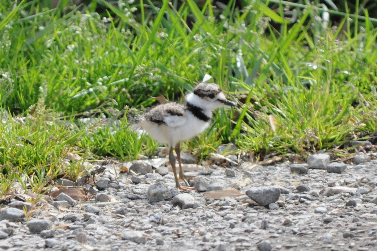 Killdeer - Tommie Rogers