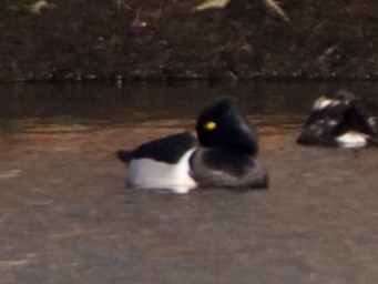 Ring-necked Duck - ML142126451