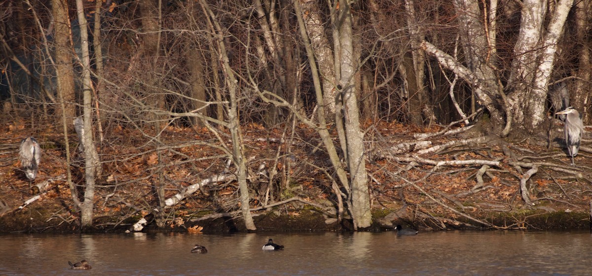 Great Blue Heron - ML142126581
