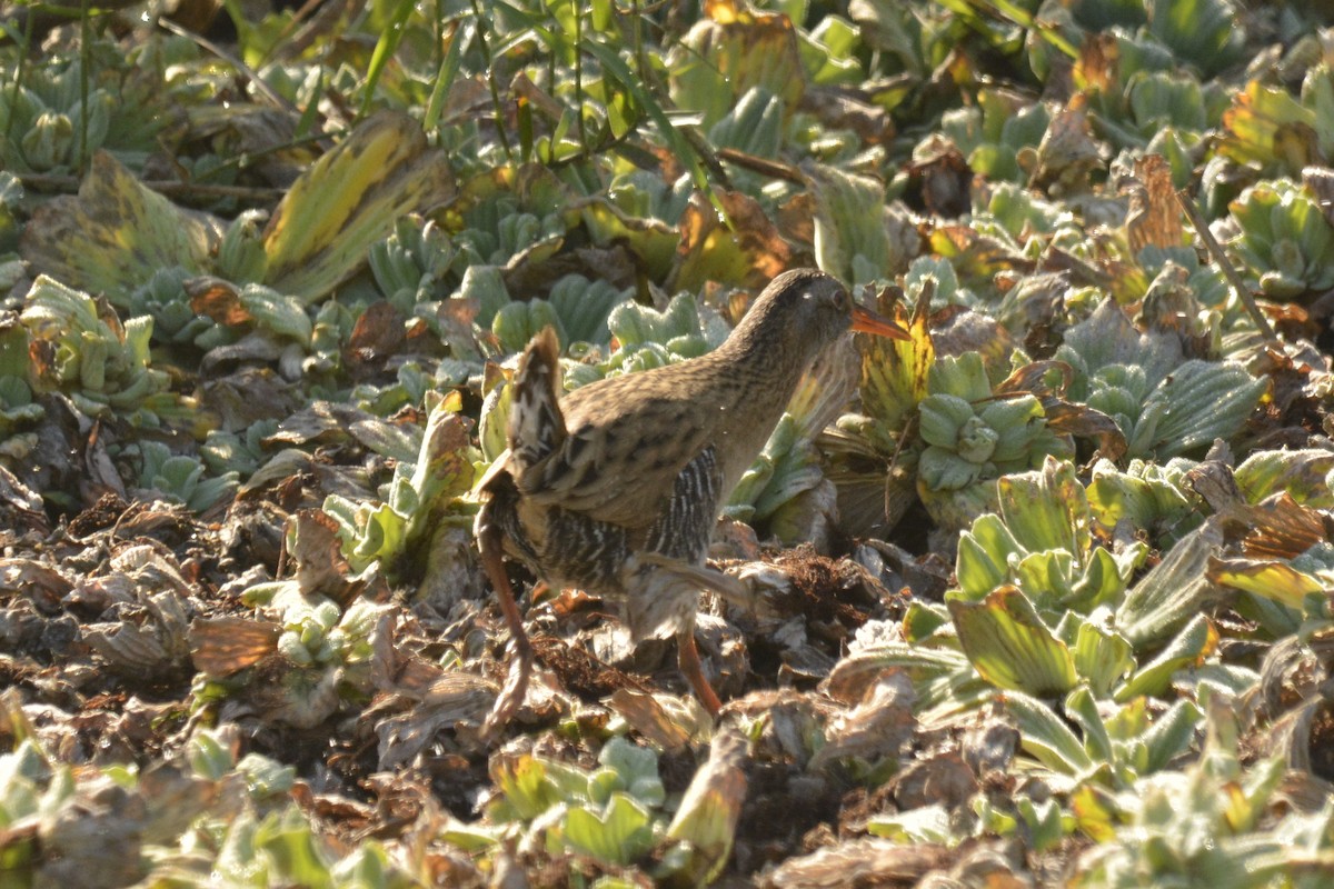 Brown-cheeked Rail - 智偉(Chih-Wei) 張(Chang)