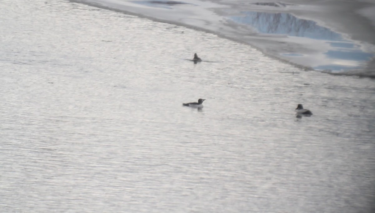 Common Goldeneye - Spencer Gwinn