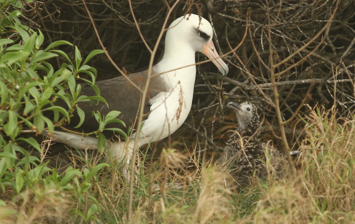 Laysan Albatross - Ben Barkley