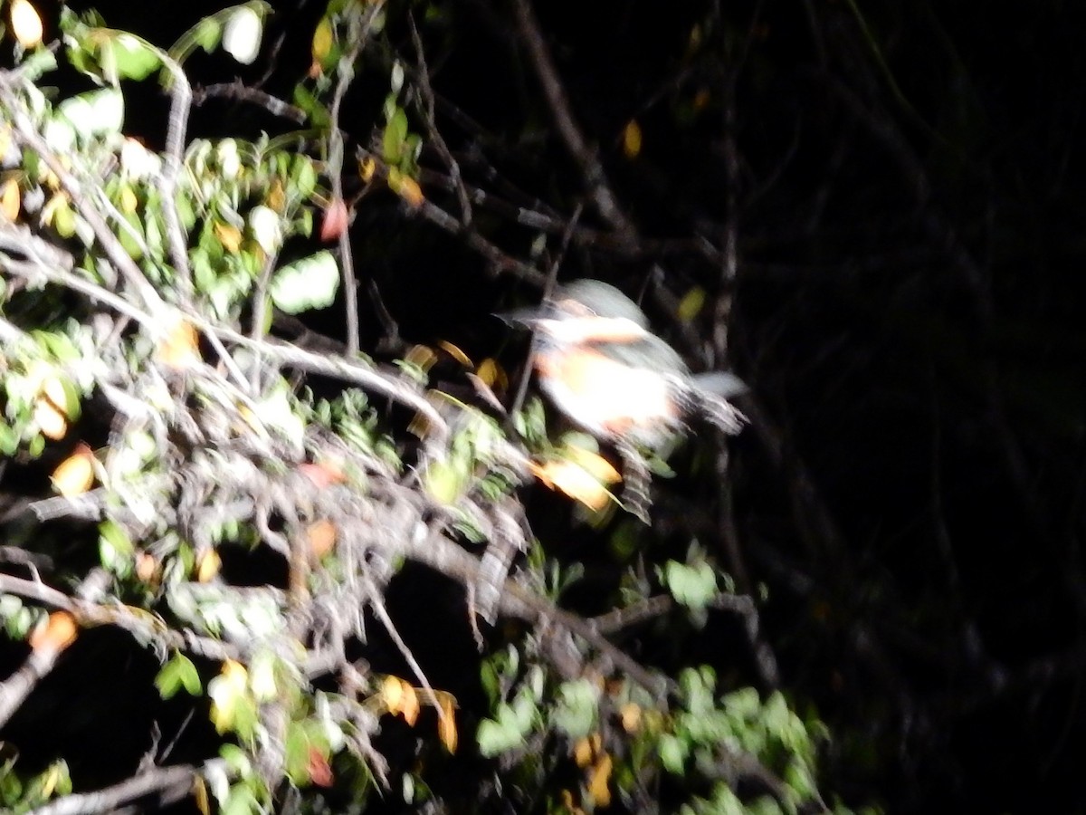 American Pygmy Kingfisher - ML142130761