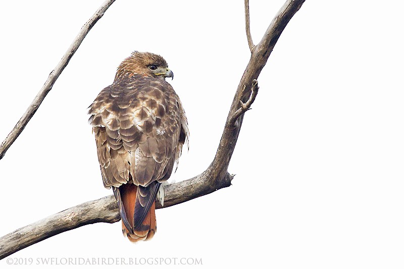 Red-tailed Hawk - Bob Pelkey