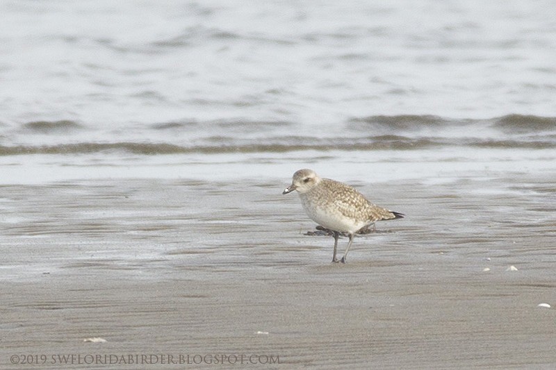 Black-bellied Plover - ML142133041