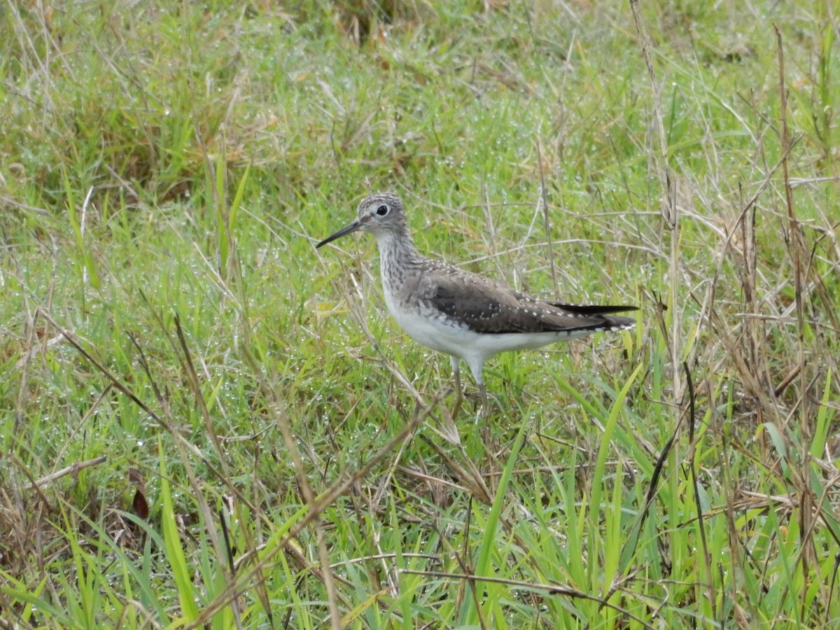 Solitary Sandpiper - Daisy Paul