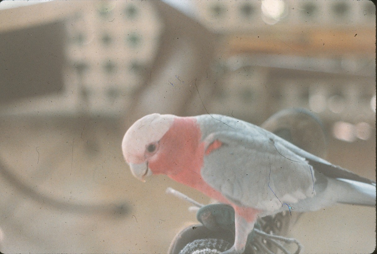 Cacatúa Galah - ML142136741