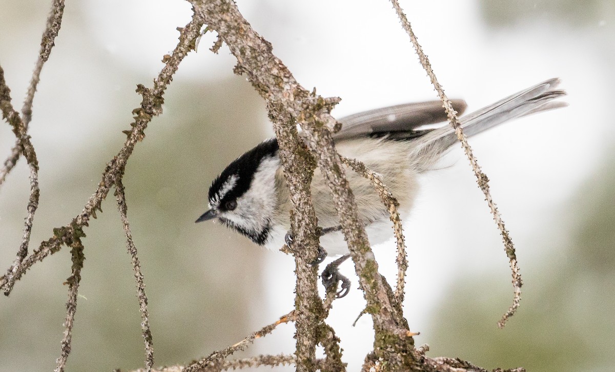 Mountain Chickadee - ML142137331