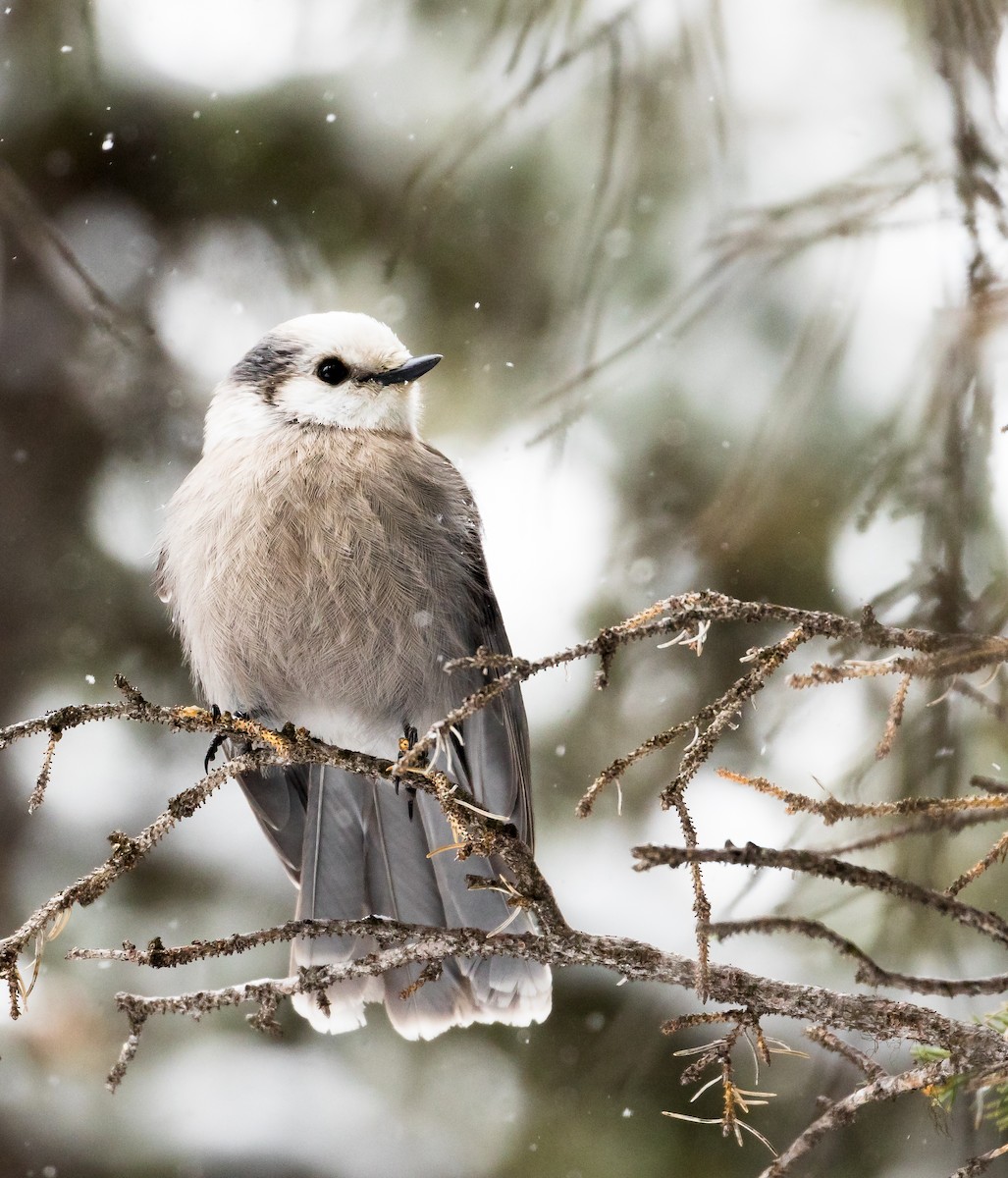 Canada Jay - ML142137451