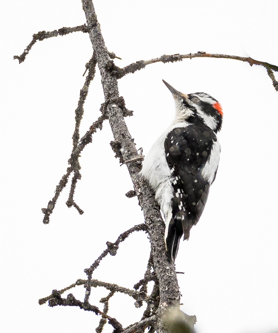 Hairy Woodpecker - ML142137781