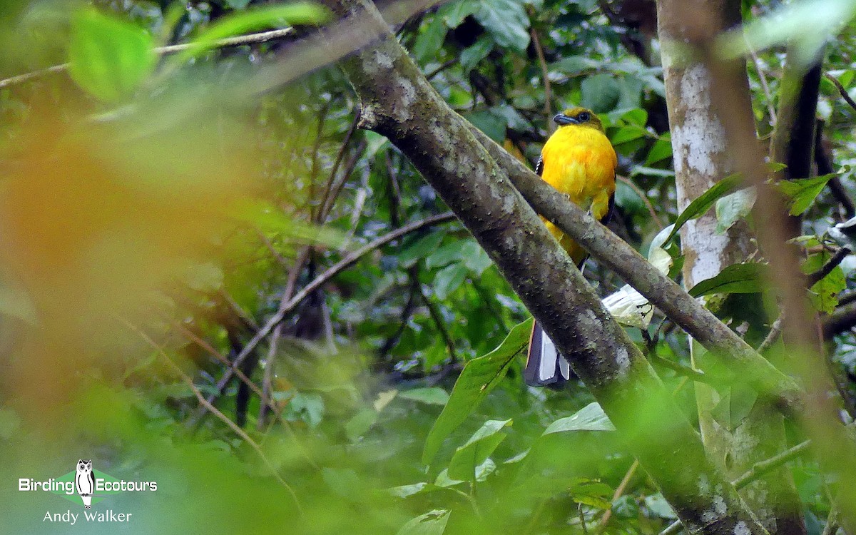 Trogon à poitrine jaune - ML142138011