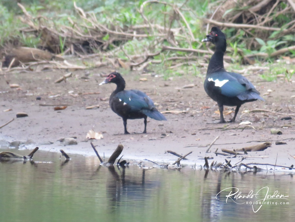 Muscovy Duck - ML142138041