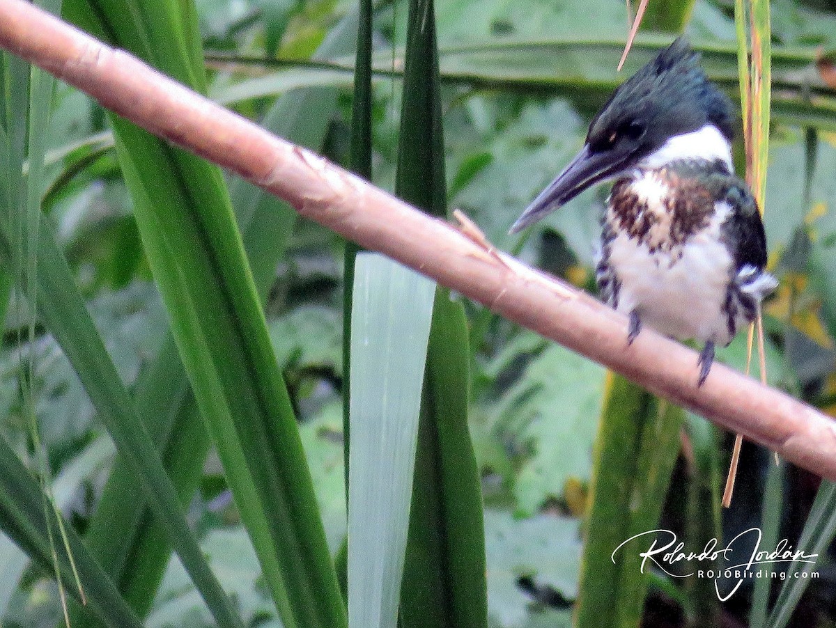 Amazon Kingfisher - ML142139311