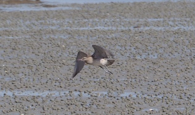 Eurasian Whimbrel - ML142139881