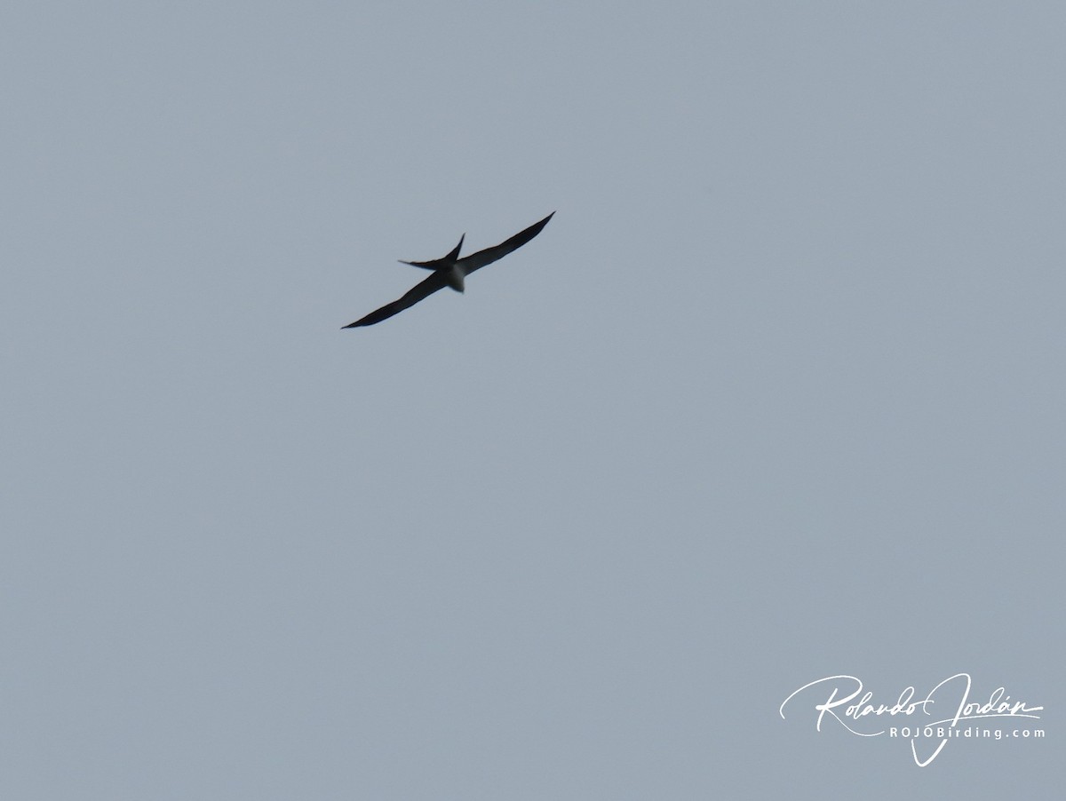 Swallow-tailed Kite - ML142139961