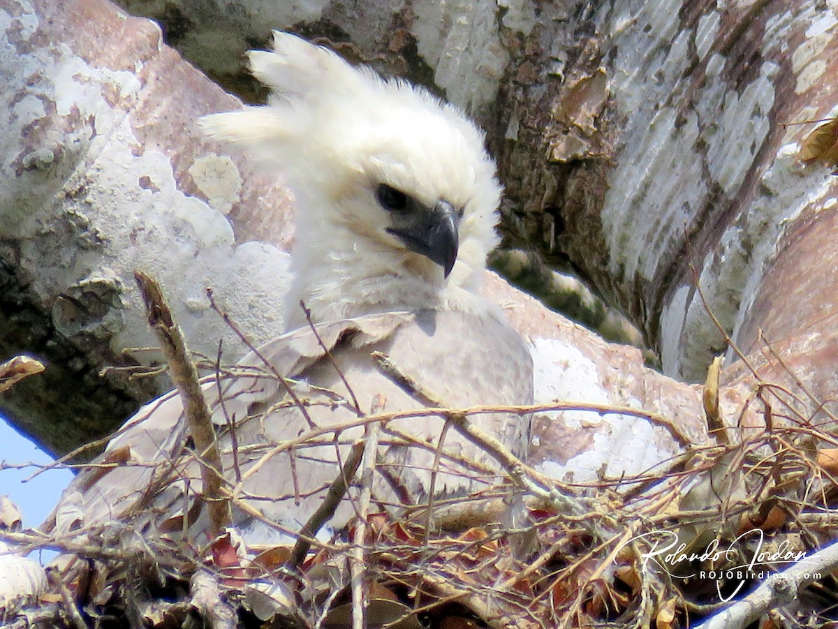 Harpy Eagle - ML142140101