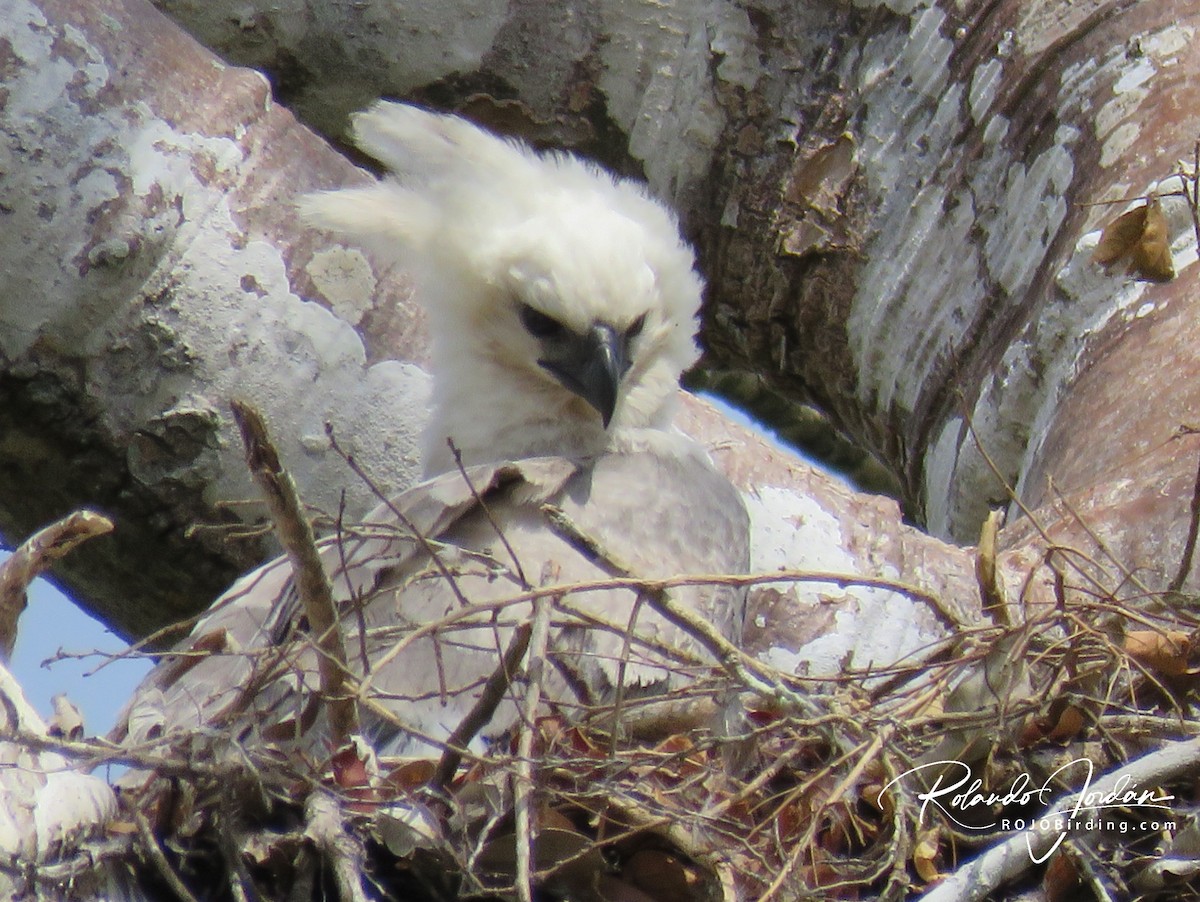 Harpy Eagle - ML142140111