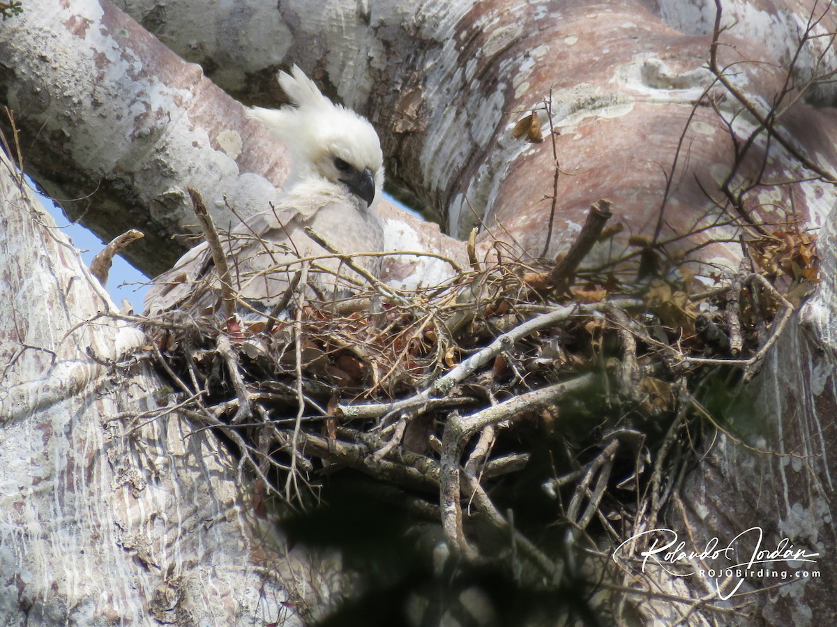 Harpy Eagle - ML142140121