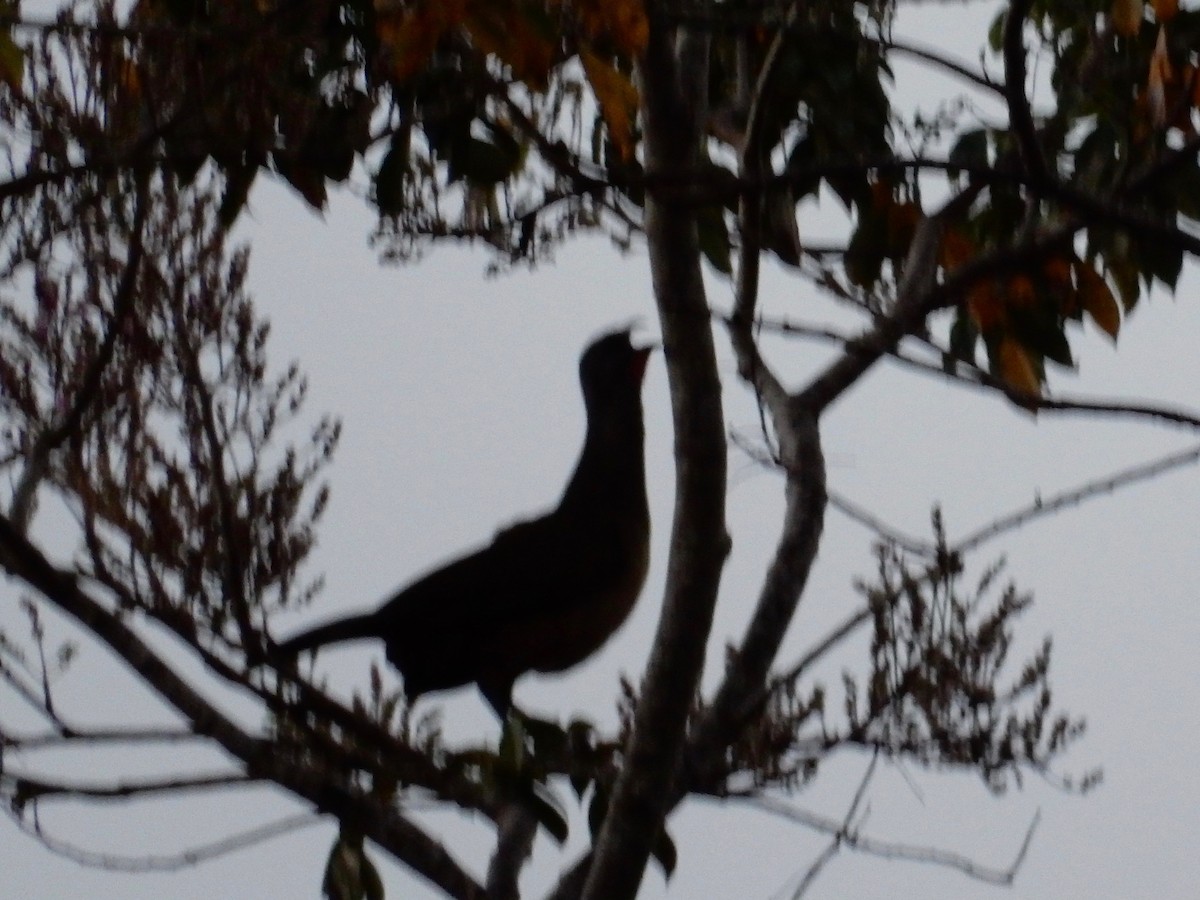 Plain Chachalaca - ML142140261