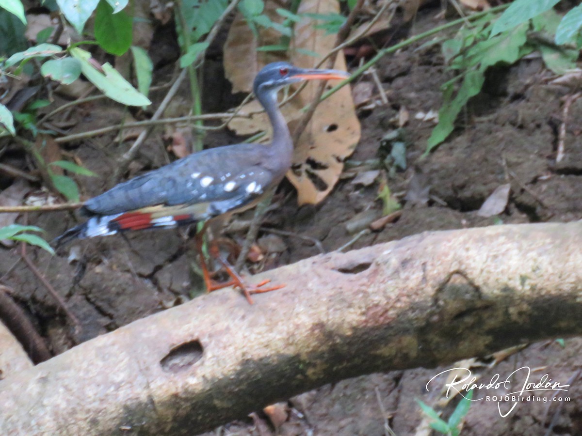 Sunbittern - ML142140311