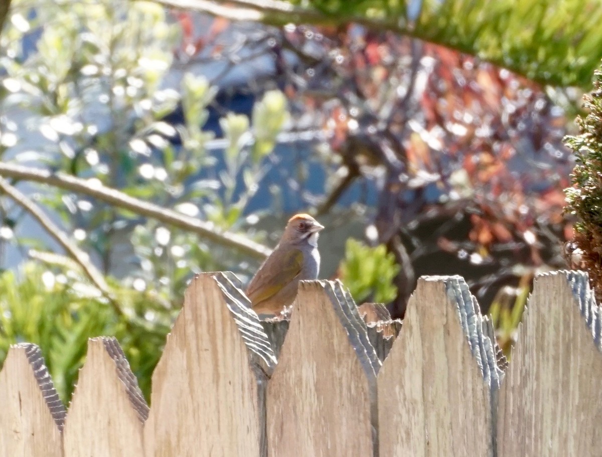 Green-tailed Towhee - ML142140611