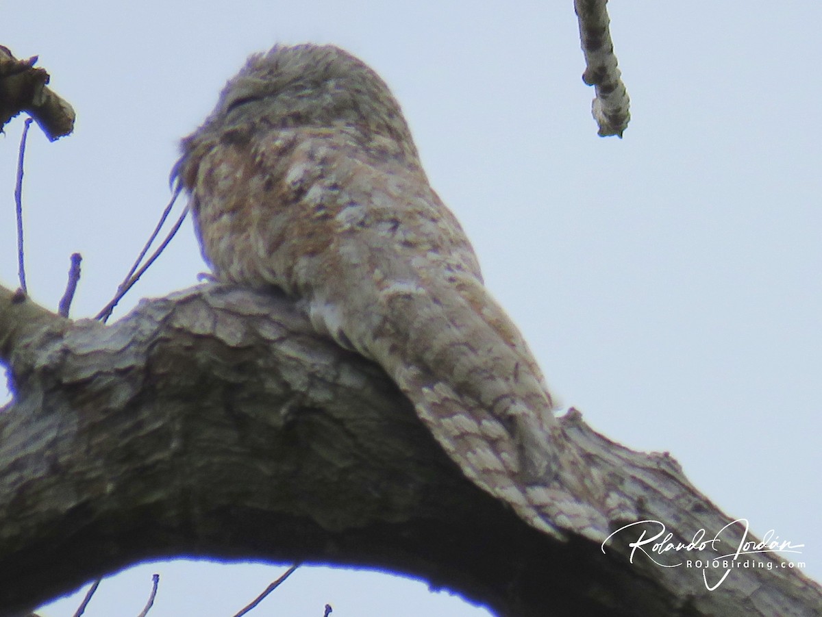 Great Potoo - ML142140771
