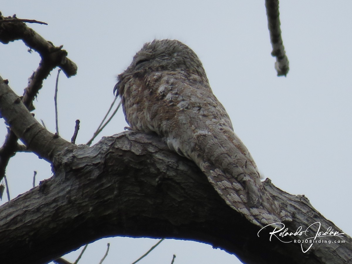 Great Potoo - ML142140781