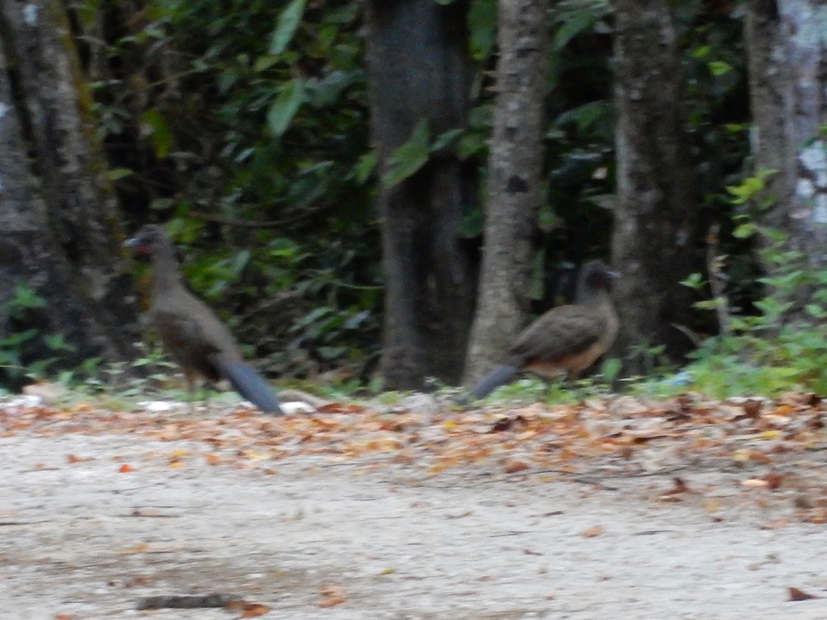 Plain Chachalaca - ML142140841