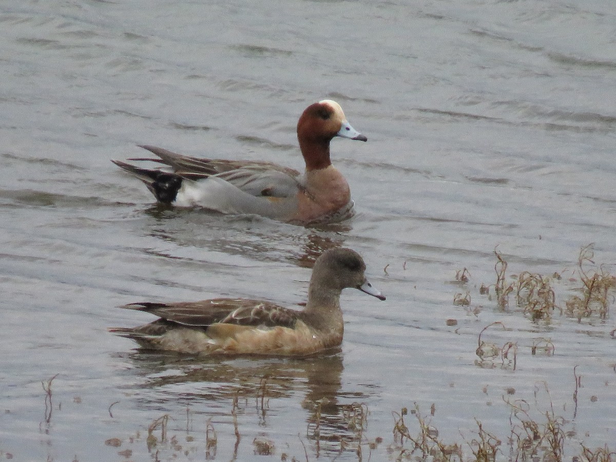 Eurasian Wigeon - Annika Andersson