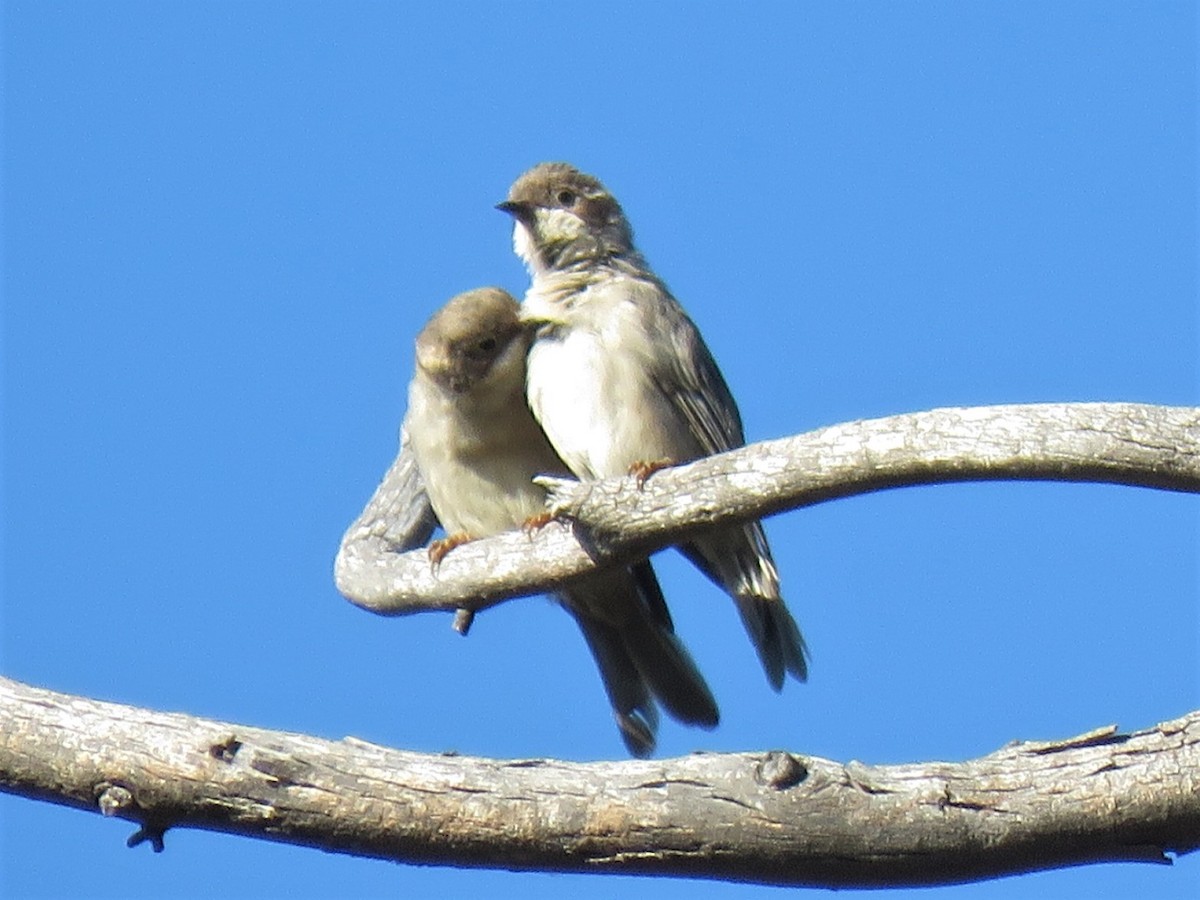 Brown-headed Honeyeater - Kumiko Callaway