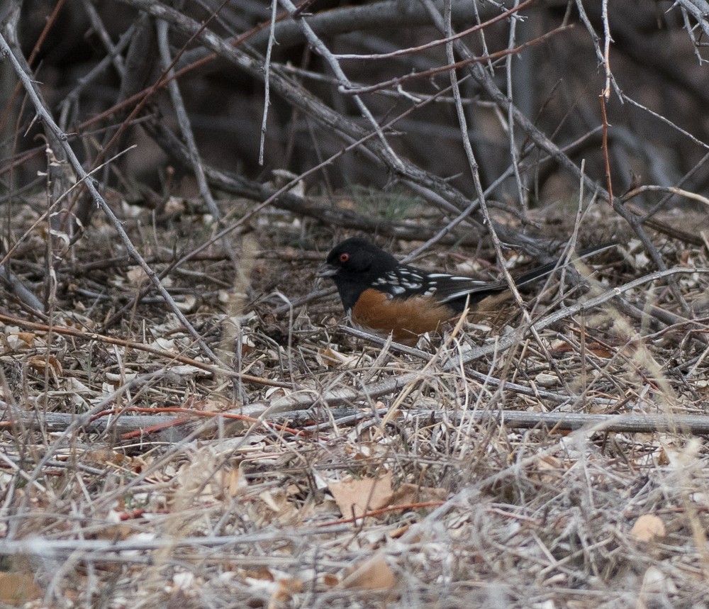 Spotted Towhee - ML142144391