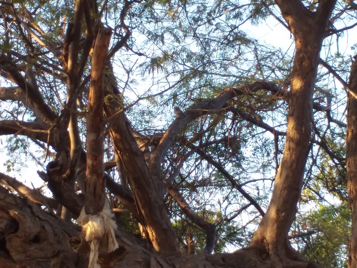 Spotted Owlet - ML142144451