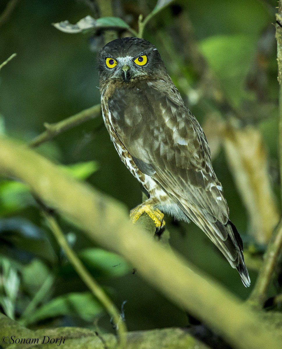 Brown Boobook - ML142145241