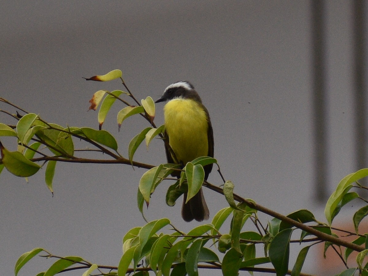 Social Flycatcher - ML142147821