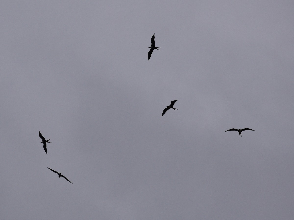 Magnificent Frigatebird - ML142147951