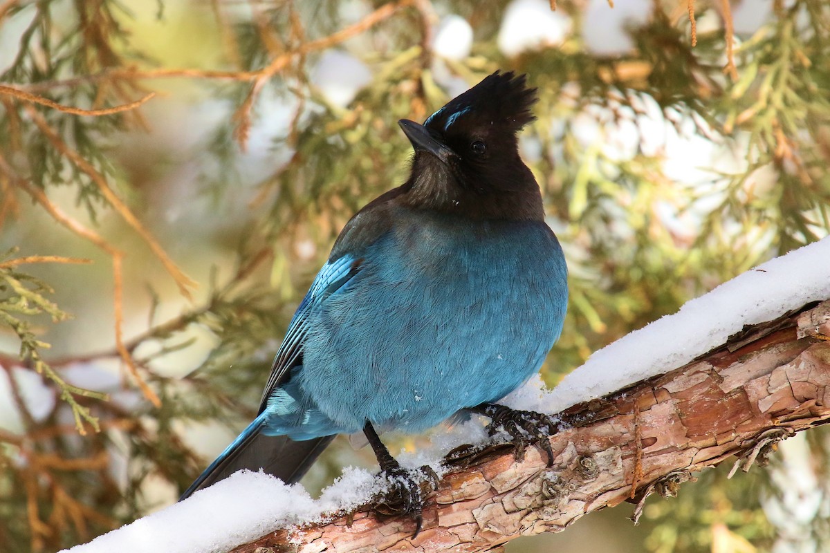 Steller's Jay (Coastal) - ML142149041