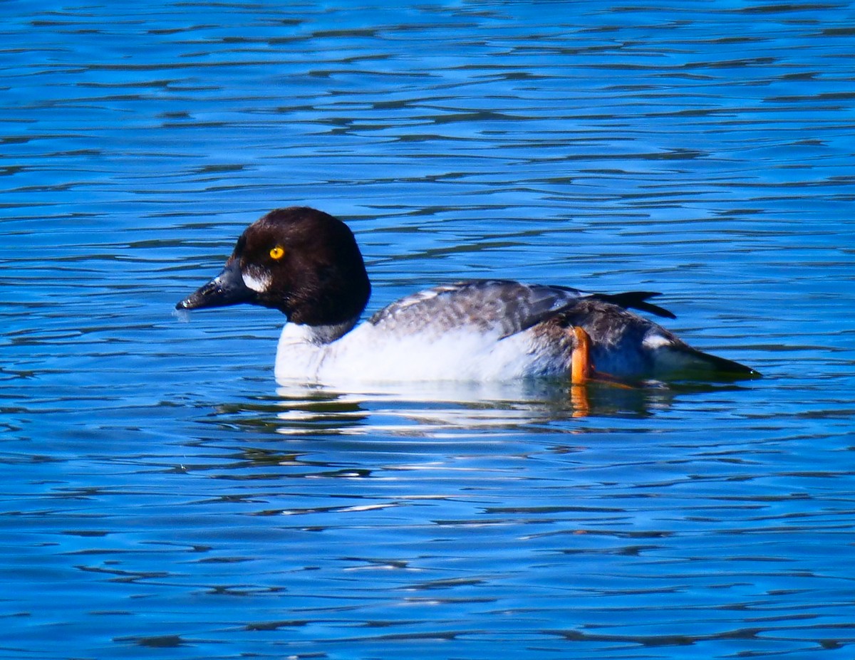 Common Goldeneye - Kent McDonald