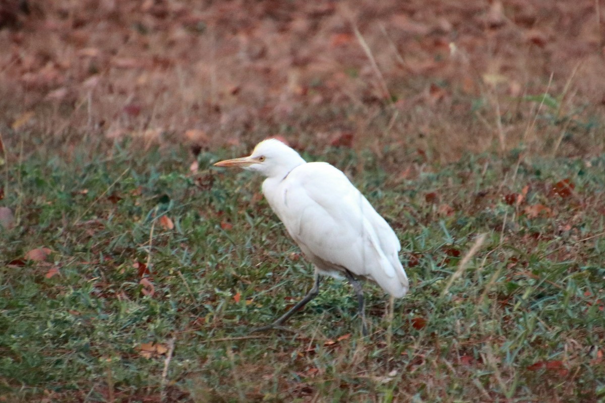 Eastern Cattle Egret - ML142152581