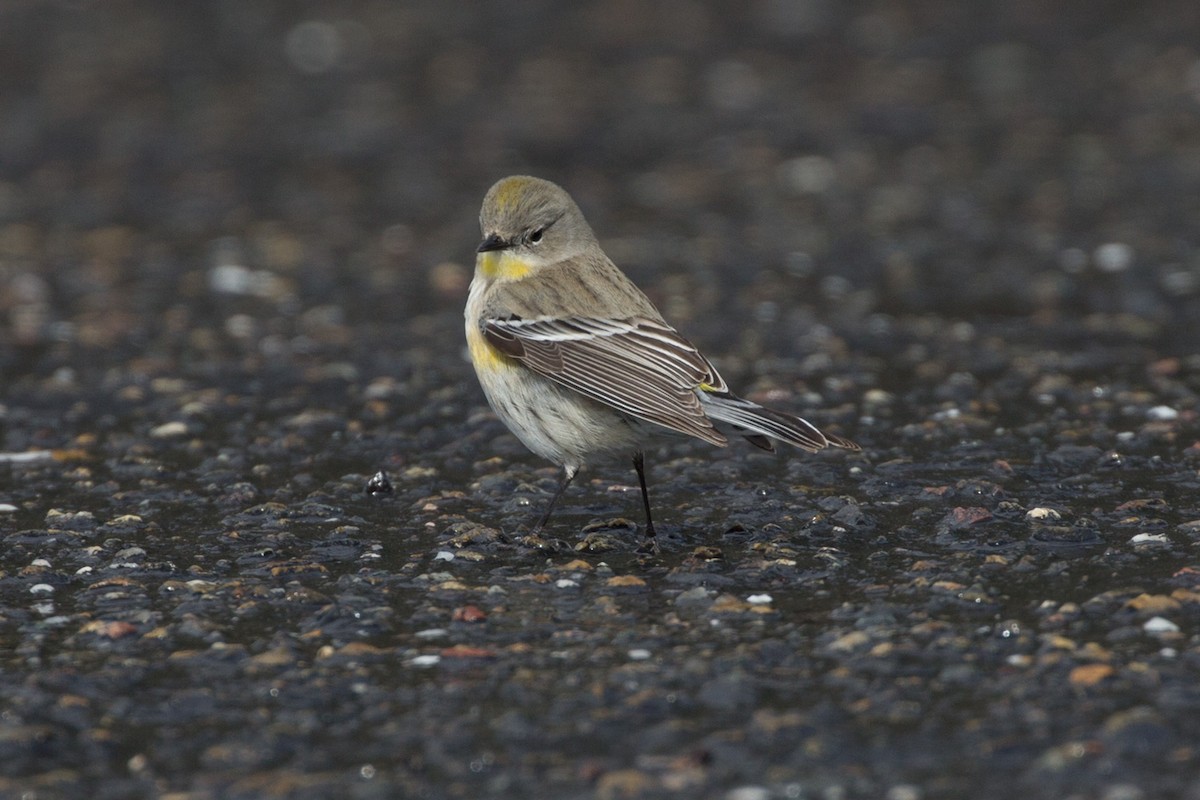 Yellow-rumped Warbler - ML142153031