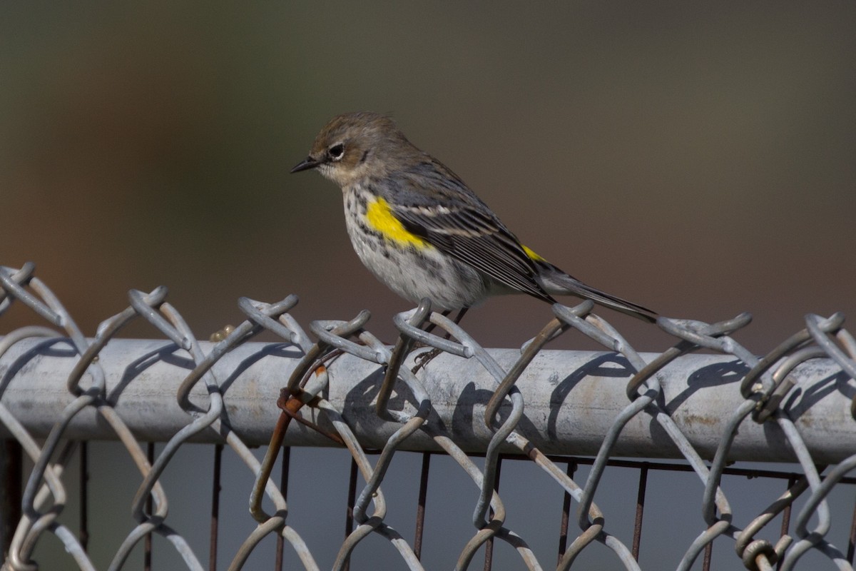 Yellow-rumped Warbler - ML142153051