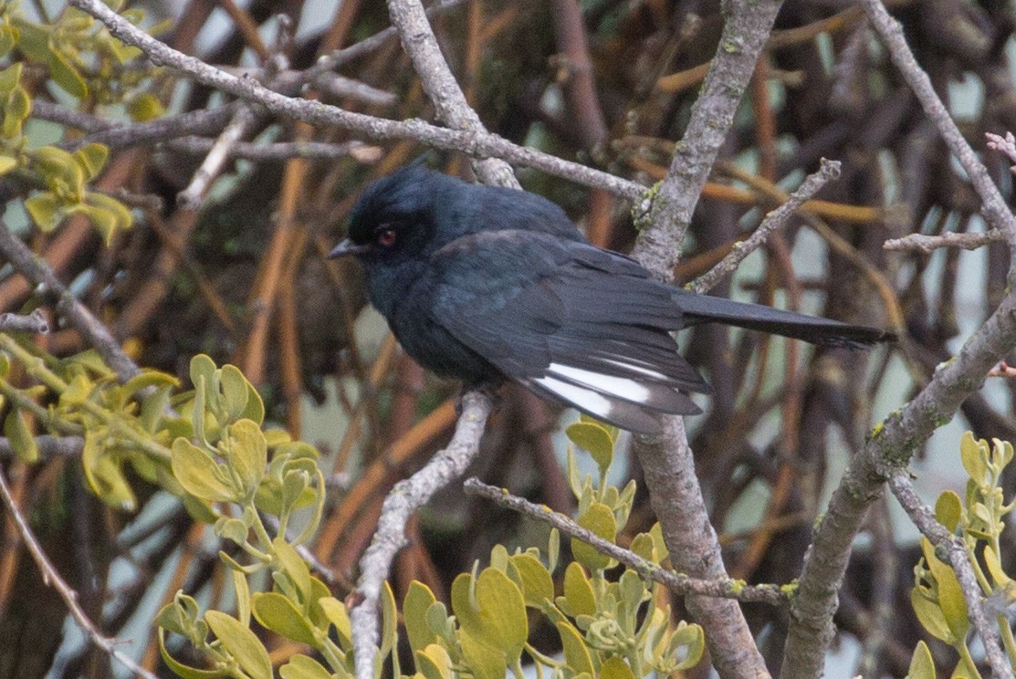 Phainopepla - ML142153071