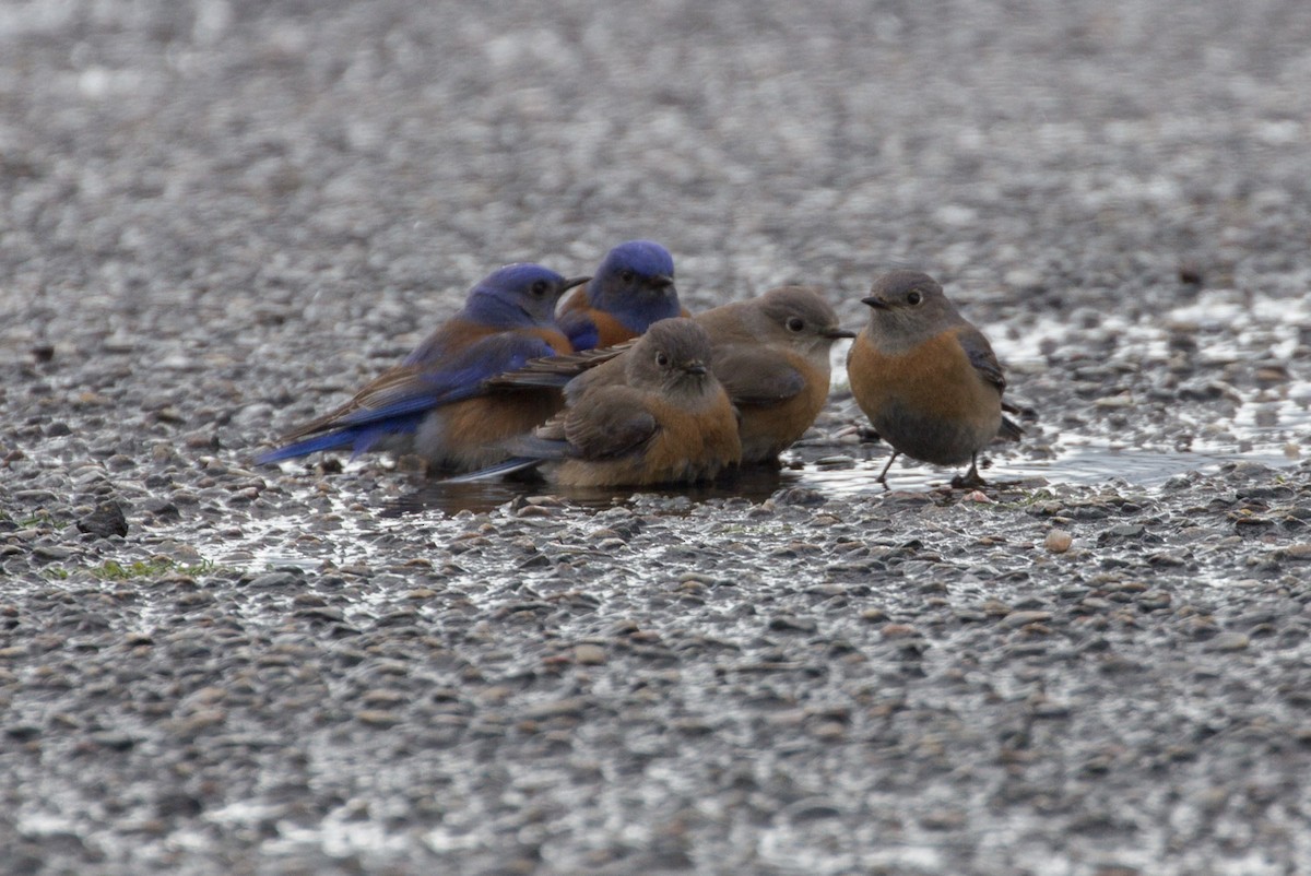 Western Bluebird - ML142153111