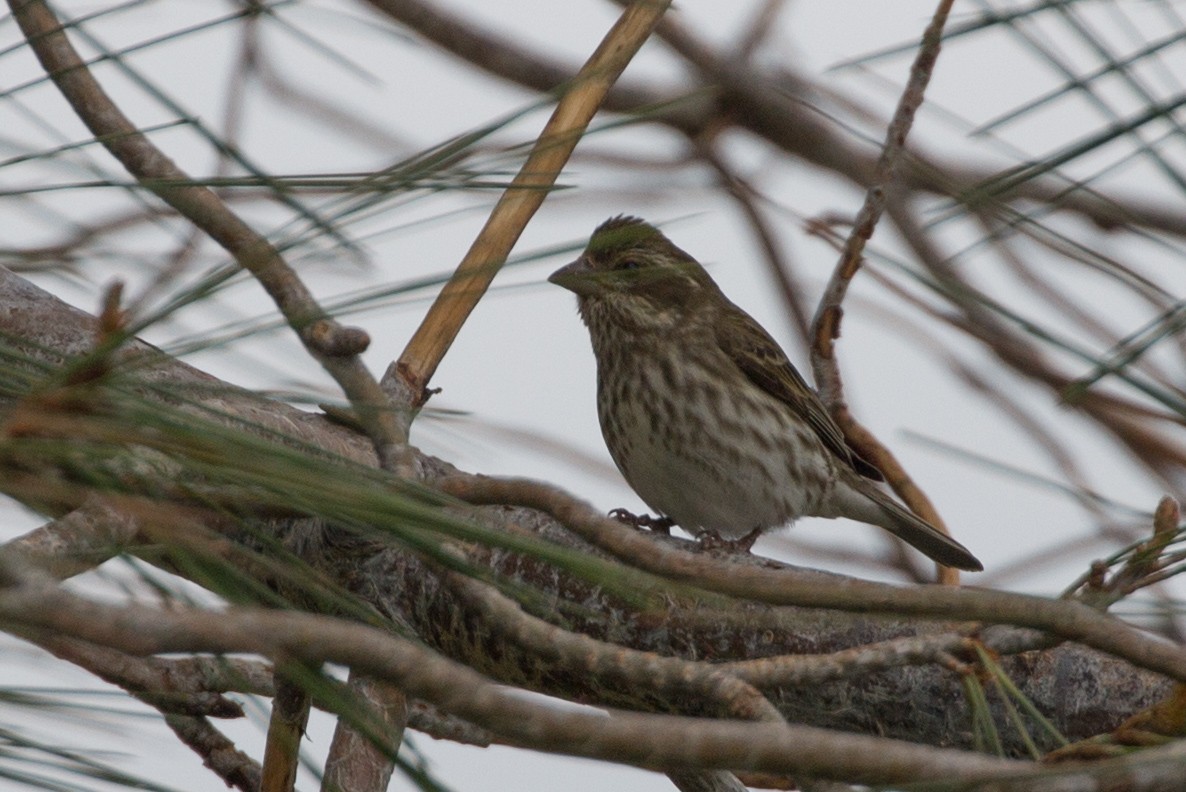 Purple Finch - ML142153201