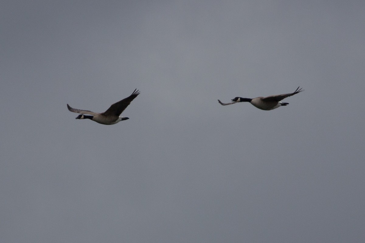 Canada Goose - ML142153241