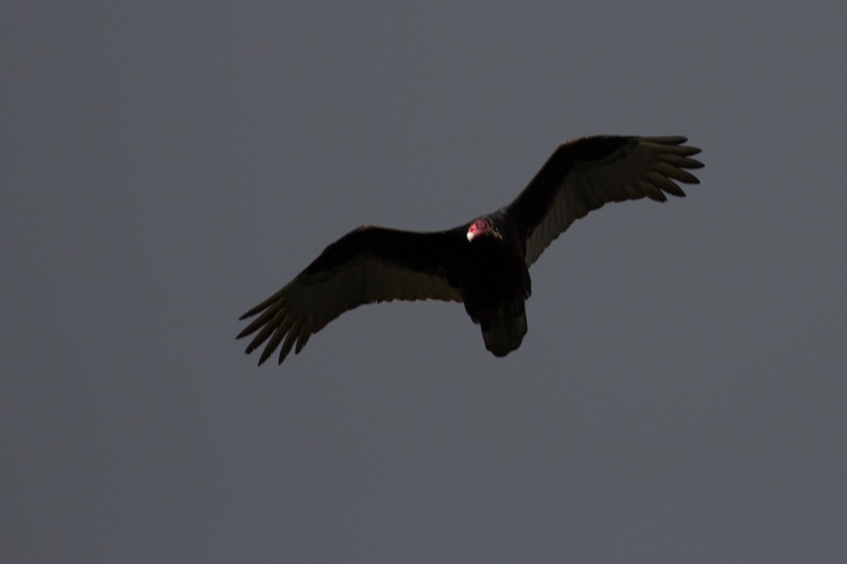 Turkey Vulture - ML142153251