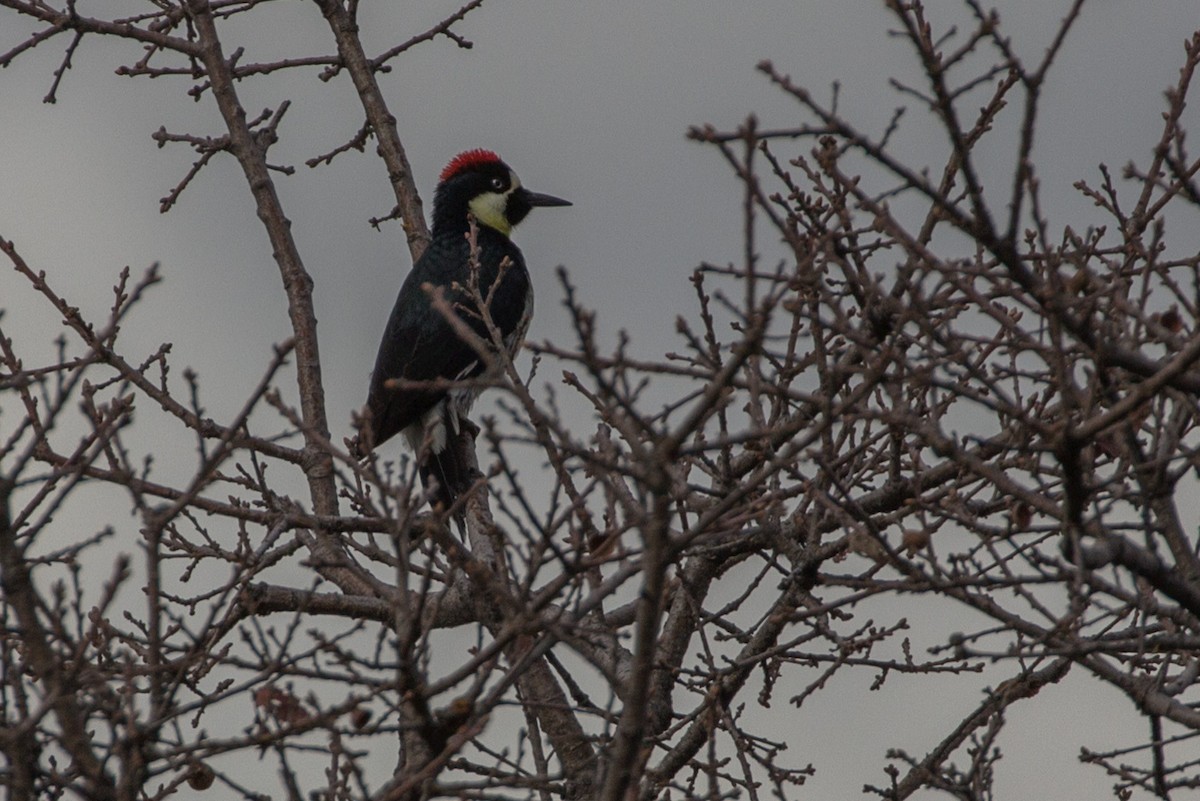 Acorn Woodpecker - ML142153331